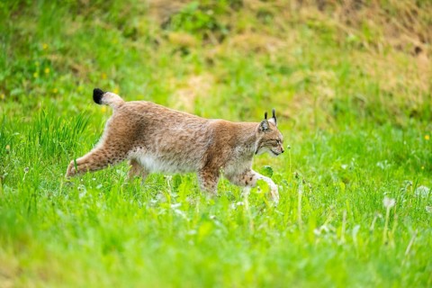 Eurasian lynx (Lynx lynx) walking in the grass, Bavaria, Germany