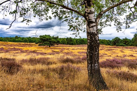 Westruper Heide, in the Hohe Mark Westmünsterland nature park Park, near Haltern am See, heather