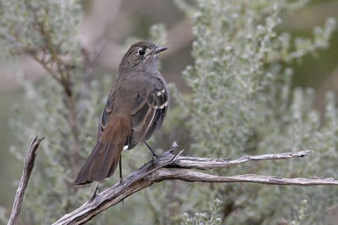 Southern Scrub Robin (Drymodes brunneopygia), South Australia, Australia