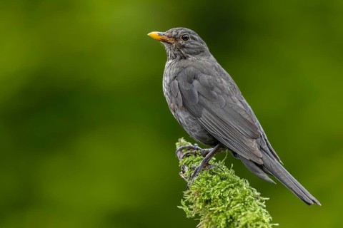 The female blackbird (Turdus merula) is still looking after the young birds that have already