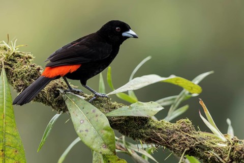 Scarlet-rumped Tanager (Ramphocelus passerinii) perched on a branch in Panama