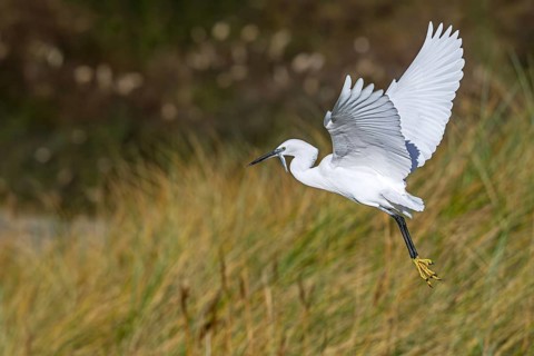 Little egret (Egretta garzetta) in flight, taking off from coastal wetland with caught fish prey in