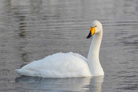 Whooper Swan (Cygnus cygnus), Finland