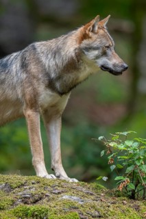 Wolf (Canis lupus) standing on a moss-covered rock and looking attentively, captive, Bavarian