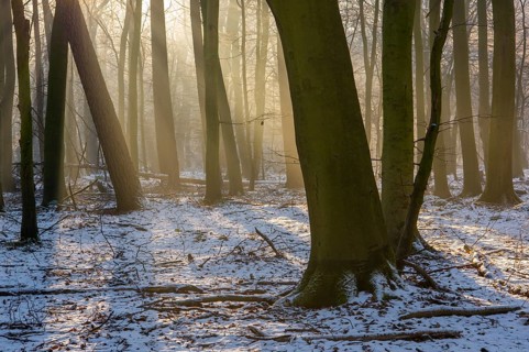 Winter in the jungle tree trail with ancient trees in the Ahlhorner Fischteiche nature reserve,