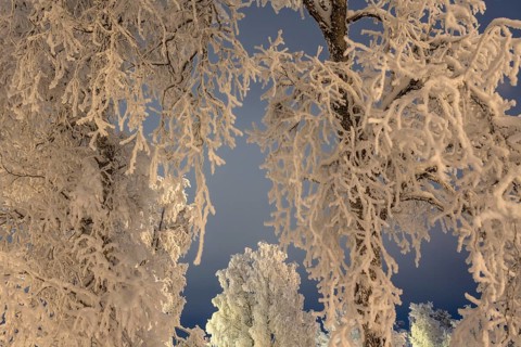 Snowy birch trees, Gällivare, Norrbotten, Lapland, Sweden, December 2023