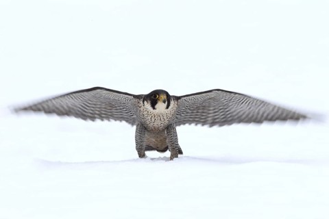 Peregrine Falcon (Falco peregrinus) male, Baden-Wuerttemberg, Germany