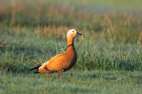 Ruddy Shelduck (Tadorna ferruginea) male, North Rhine-Westphalia, Germany