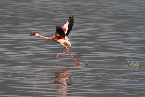 Lesser Flamingo (Phoeniconaias minor) taking flight, Lake Bogoria, Kenya