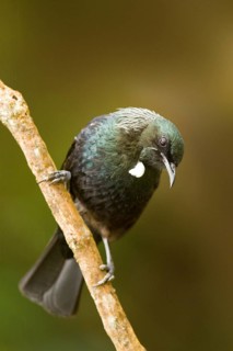 Tui (Prosthemadera novaeseelandiae), Auckland Island, New Zealand