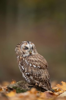 Tawny owl (Strix aluco) adult bird sleeping on fallen tree leaves in a woodland in autumn, England,