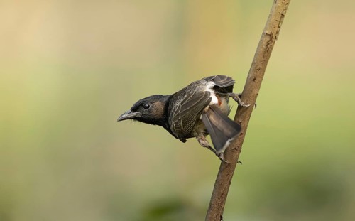 A Red-vented Bulbul (Pycnonotus cafer), Sreepur, Gazipur, Bangladesh
