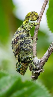 Three-horned chameleon (Trioceros jacksonii), female, on a branch, Bwindi Impenetrable Forest