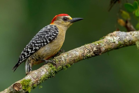 Red-crowned Woodpecker (Melanerpes rubricapillus) perched on a branch in the Andes Mountains of