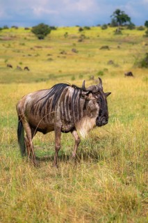 Blue wildebeest (Connochaetes taurinus), in the savannah, Serengeti National Park, Tanzania