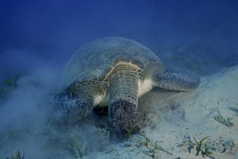 A Green turtle (Chelonia mydas) grazing in a calm seagrass landscape. Dive site Marsa Shona Reef,