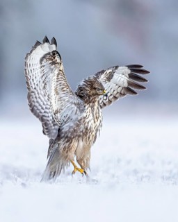 Common Buzzard (Buteo buteo), Saxony-Anhalt, Germany