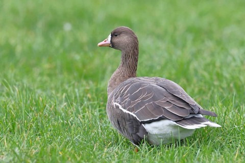 White-fronted goose (Anser albifrons), standing in a meadow in the wintering area, wildlife,