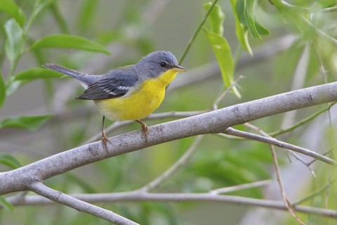 Tropical Parula (Parula pitiayumi) perched on a branch in Bolivia, South America