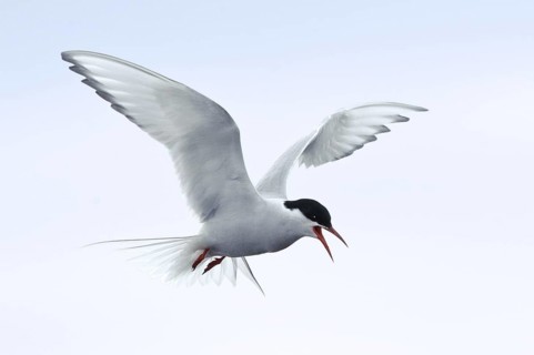 Arctic Tern (Sterna paradisaea) flying, Alaska, USA