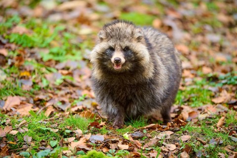 A curious looking raccoon dog between colourful autumn leaves in the forest, raccoon dog
