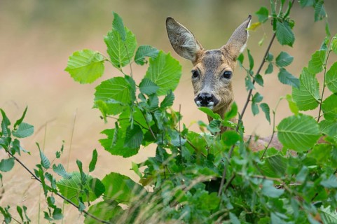 Female roe deer (Capreolus capreolus) in a meadow, grazing on a leaf, feeding, browsing, Vechta,