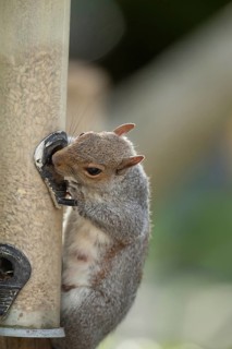 Grey squirrel (Sciurus carolinensis) adult animal feeding from a garden bird seed feeder, Suffolk,