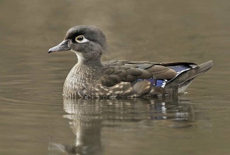 Wood Duck (Aix sponsa) female, British Columbia, Canada