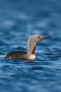 Red-throated Loon (Gavia stellata), Iceland