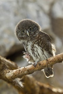 Eurasian Pygmy Owl (Glaucidium passerinum) male, Bavaria, Germany