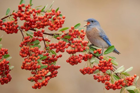 Western Bluebird (Sialia mexicana) feeding on red berries, California, USA