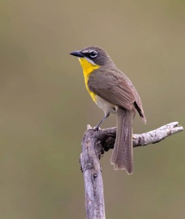 Yellow-breasted Chat, Icteria virens, perched at Bever Creek, Saskatchewan