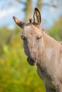 Donkey (Equus asinus asinus) or domestic donkey, completely grey coloured variant with eel line and