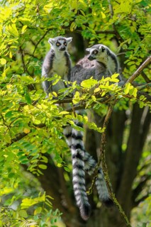 Two ring-tailed lemurs (Lemur catta) sit high up in a tree on a branch between fresh green leaves