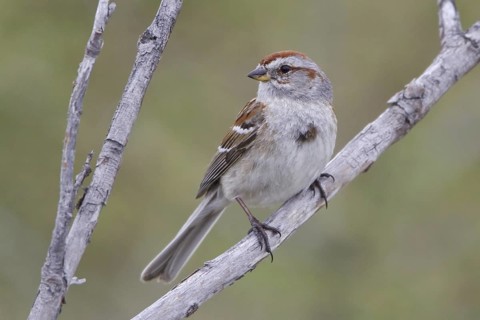 American Tree Sparrow (Spizelloides arborea), Manitoba, Canada