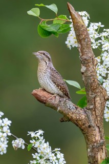 Eurasian wryneck (Jynx torquilia), Limbach, Burgenland, Austria