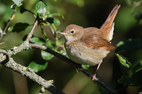 Common Nightingale (Luscinia megarhynchos) perched on a branch, Aosta Valley, Italy