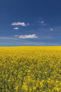 Flowering field of Rapeseed (Brassica napus) on a sunny day with blue sky and some white clouds
