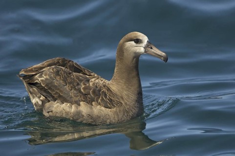 Black-footed Albatross (Phoebastria nigripes)