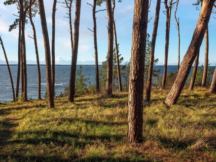 Pine groves on the Baltic Sea in evening light, view of the sea through the trees, Hohen