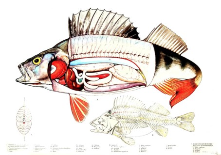 Anatomy, animal kingdom, structure of a river bass, Perca fluviatilis, reproduction of a historical