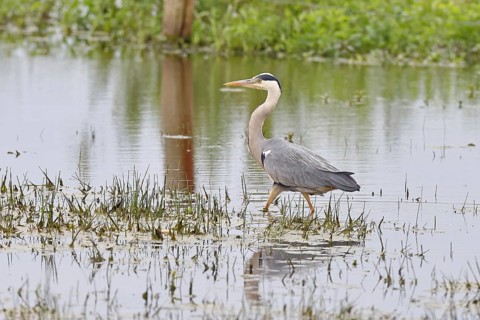 Grey heron (Ardea cinerea), standing in the shallow water of a moor, Ochsenmoor, Dümmer See, Hüde,