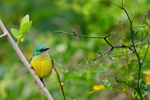 Forest Sunbird, (Anthodiaeta collaris), (Anthreptes collaris), animals, birds, perching, honey