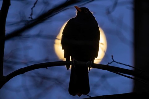 A bird sits on a branch in a tree while the full moon passes by behind it. The full moon in March