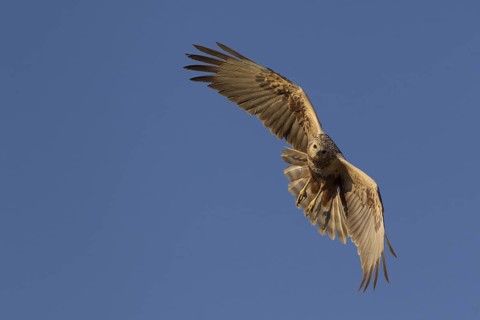 Eastern Marsh Harrier (Circus spilonotus) young female flying, Dornod-Aimag, Mongolia