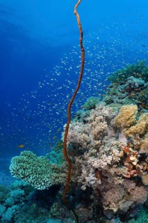 A coral reef with Wire Coral (Cirrhipathes anguina) and many small fish in clear blue water. Dive