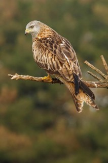 Red Kite (Milvus milvus), perched on a branch, Catile and Leon, Spain