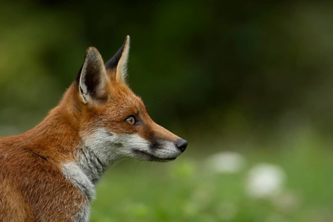 Red fox (Vulpes vulpes) adult animal head portrait, England, United Kingdom
