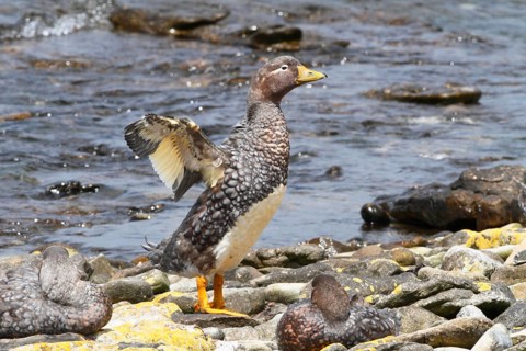 Fuegian Steamer Duck (Tachyeres pteneres) flapping wings, Tierra del Fuego, Argentina