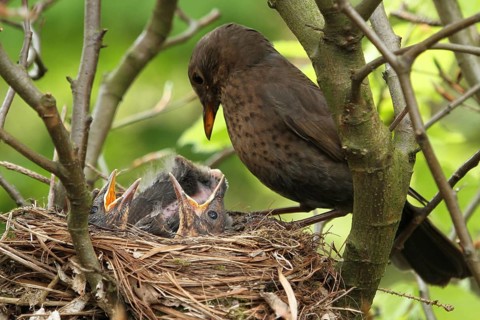 Common Blackbird (Turdus merula) female at nest with chicks, Lower Saxony, Germany